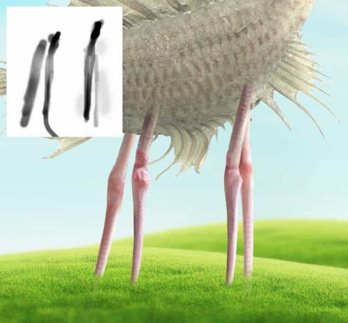 آموزش طراحی موجود خیالی در فتوشاپ